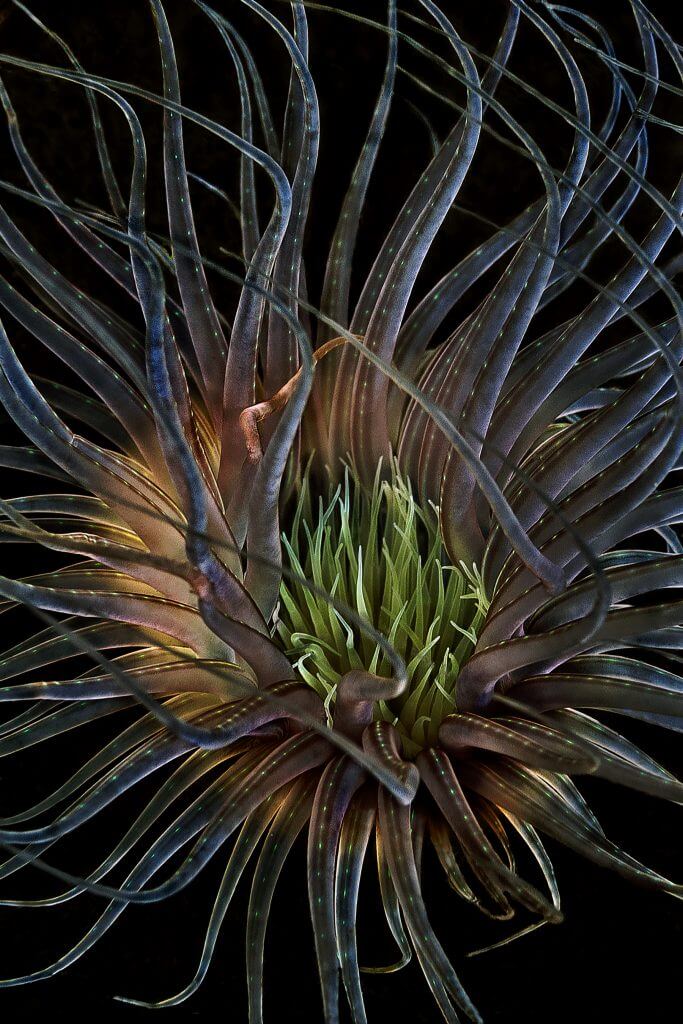 anemone arabesque- Eastlake Framing, Bend Oregon