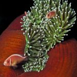 carpet-anemone-w-clownfish-300dpi-promo