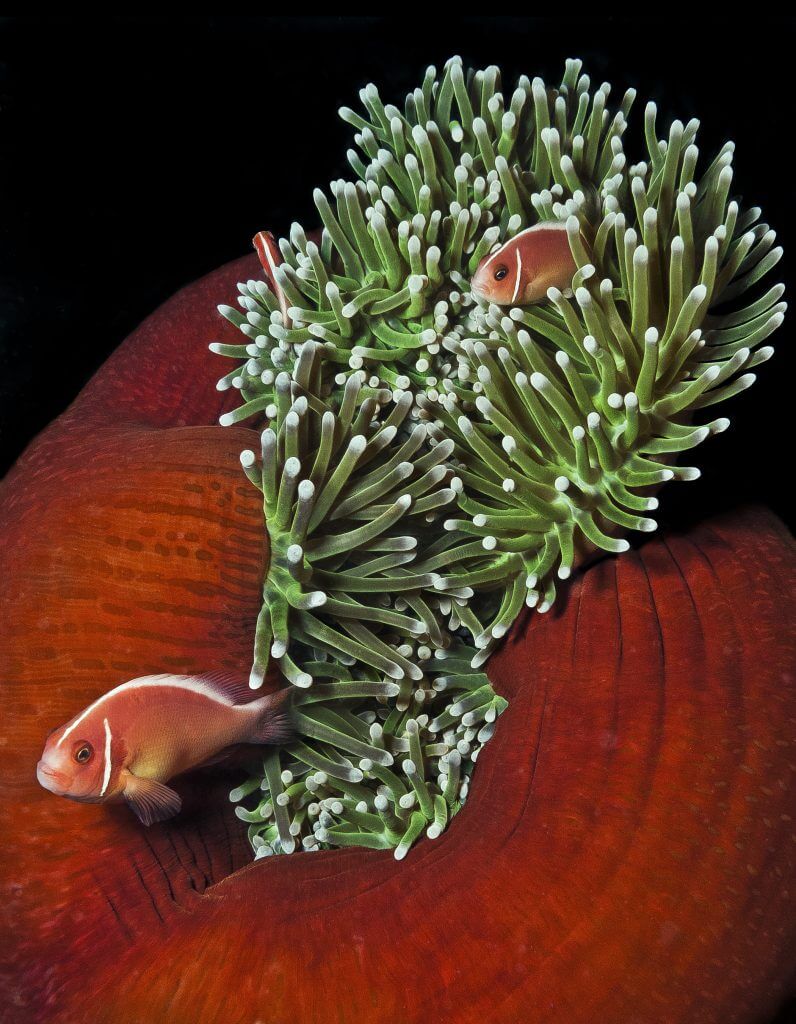 Anemone clownfish- Eastlake Framing, Bend Oregon