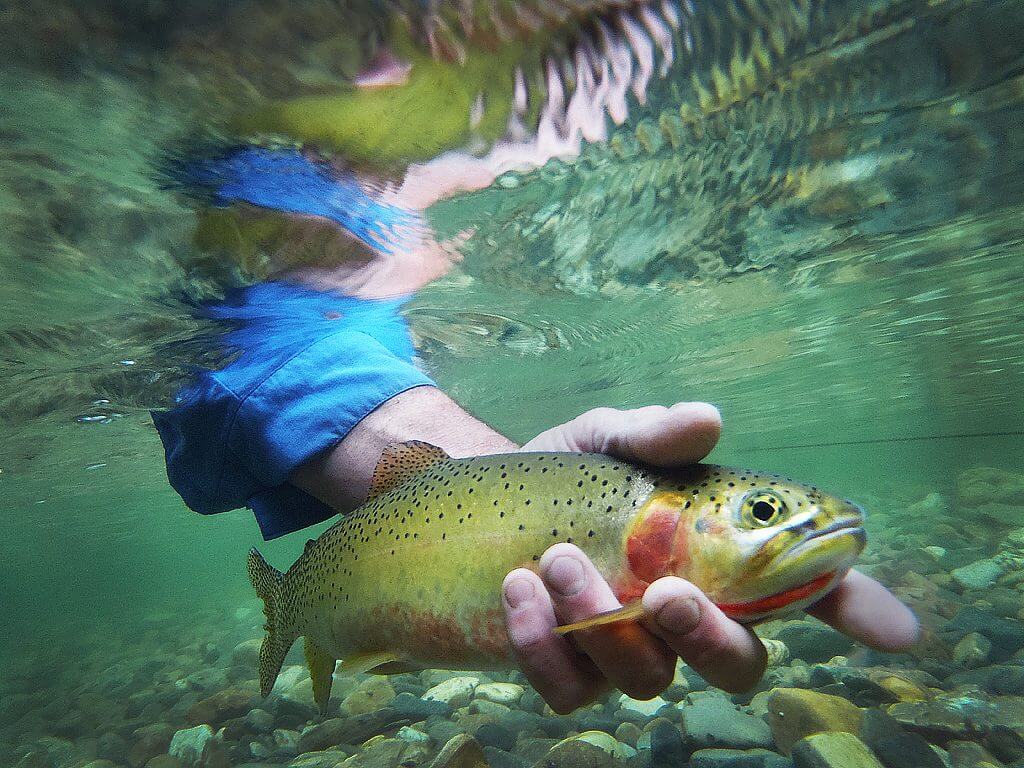 Fish release- Eastlake Framing, Bend Oregon